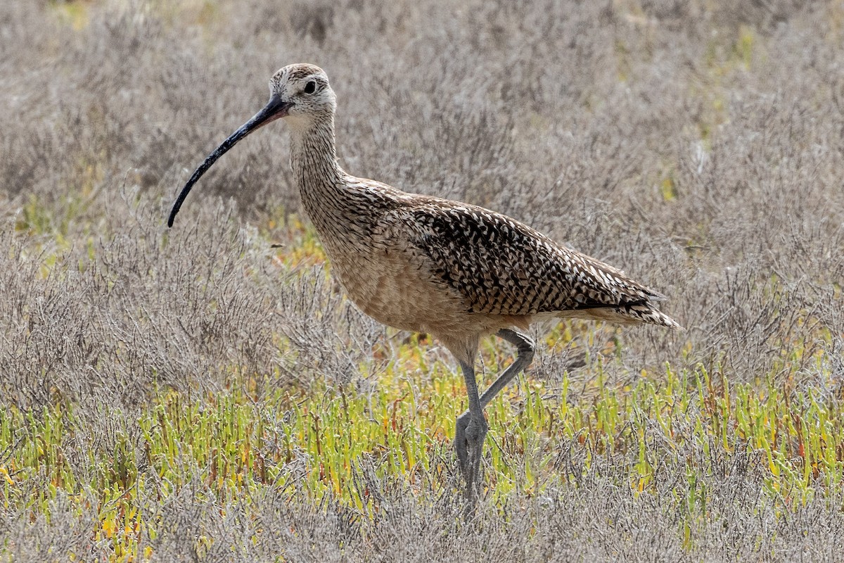 Long-billed Curlew - ML621168670