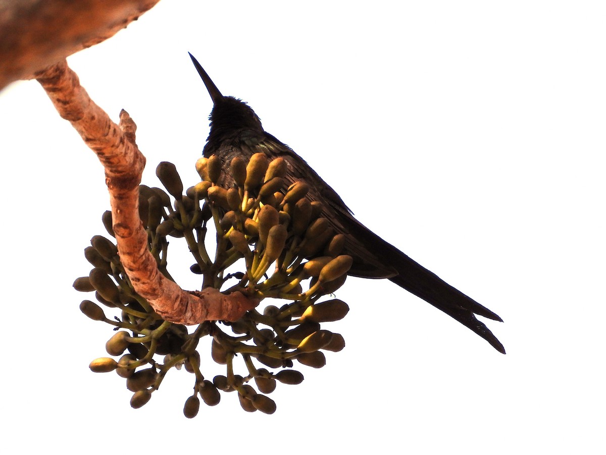 Swallow-tailed Hummingbird - ML621168676