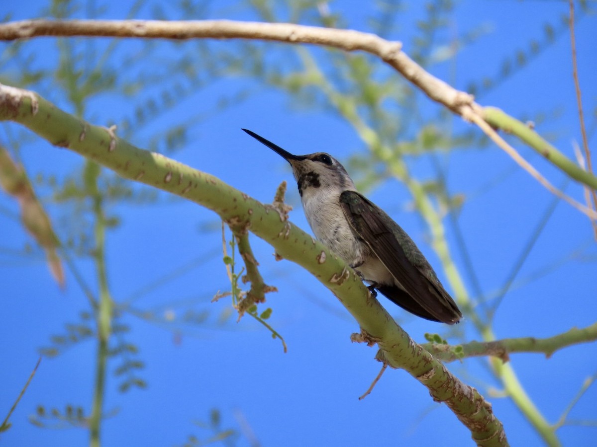 Costa's Hummingbird - ML621168681