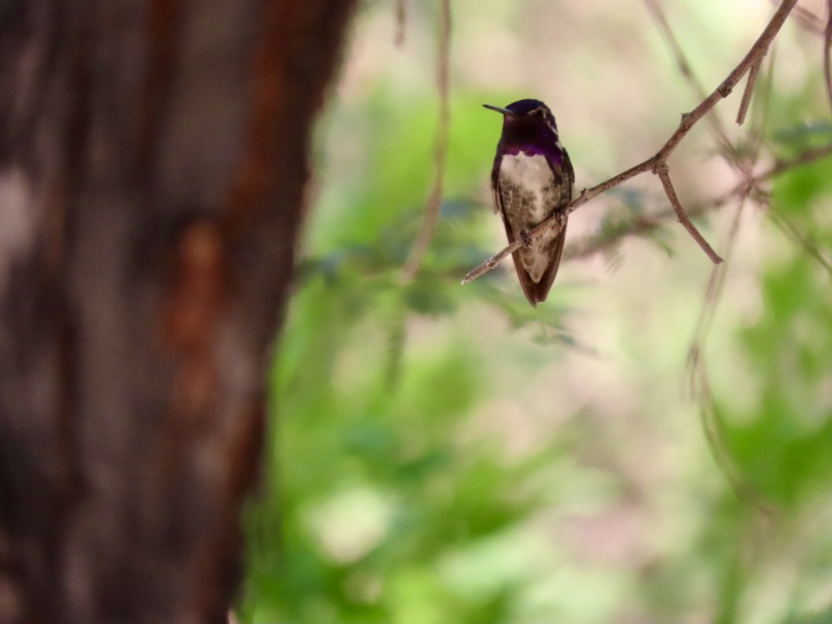 Costa's Hummingbird - ML621168682