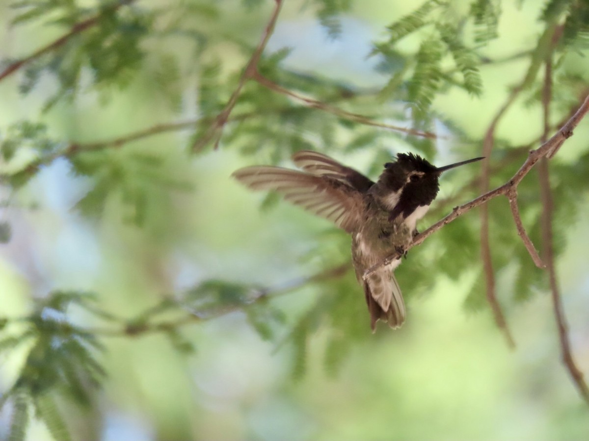 Costa's Hummingbird - ML621168683