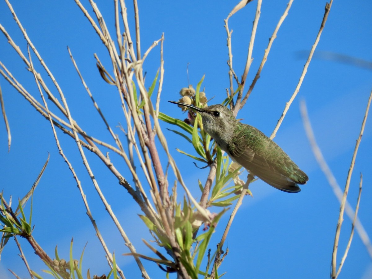 Costa's Hummingbird - ML621168687