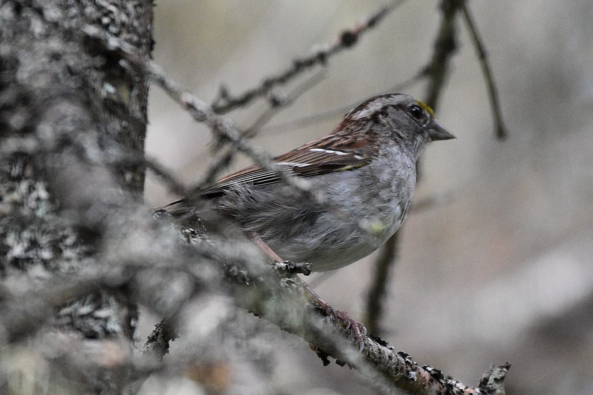 White-throated Sparrow - ML621168692