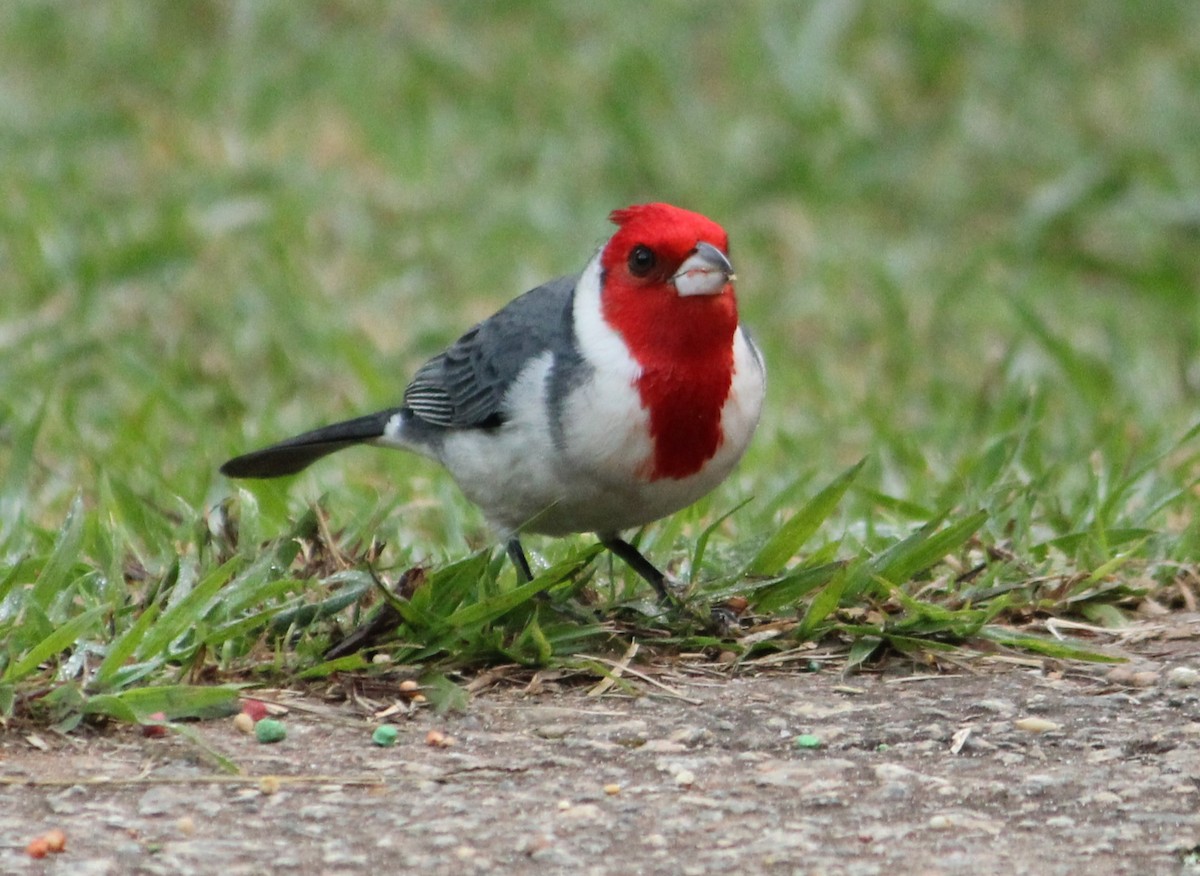 Red-crested Cardinal - ML621168714