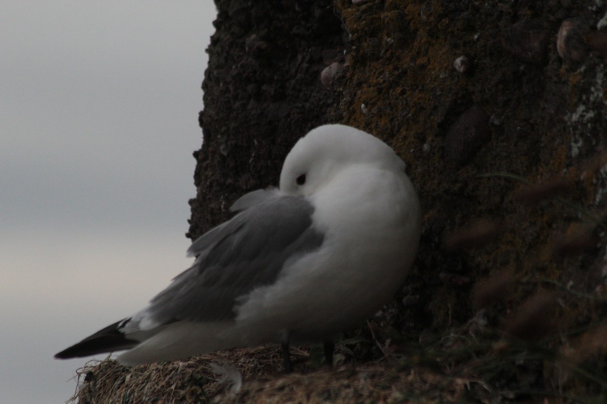Mouette tridactyle - ML621168722