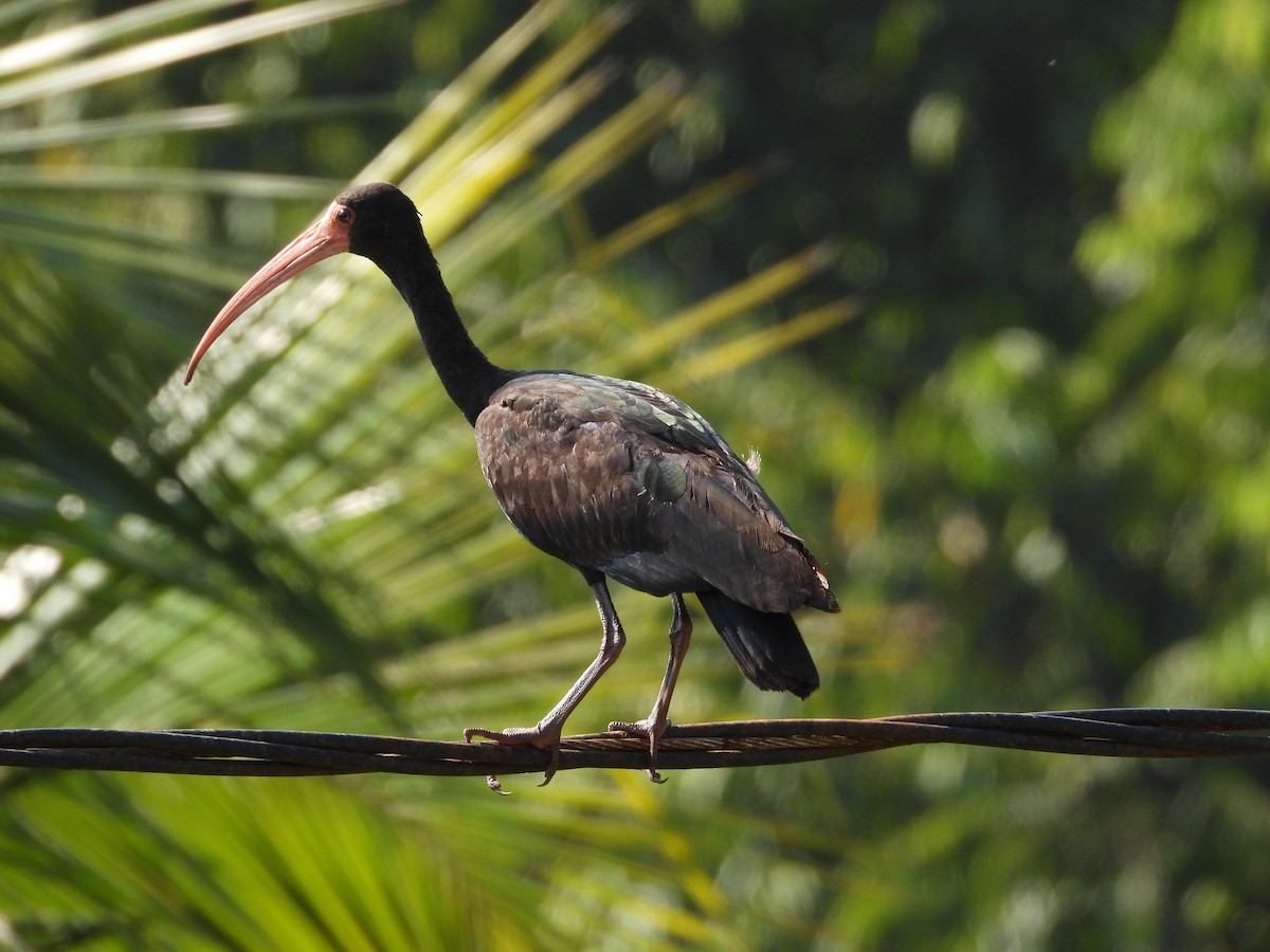 ibis tmavý - ML621168729