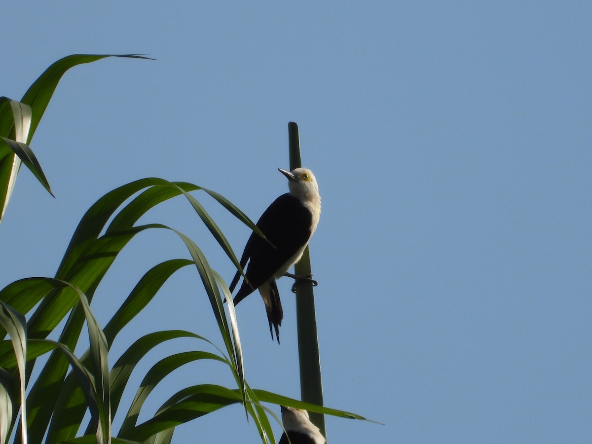 White Woodpecker - ML621168743