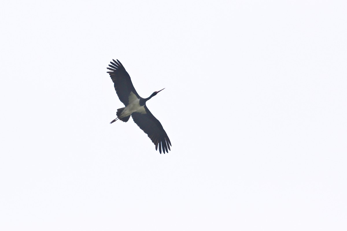 Black Stork - ML621168753