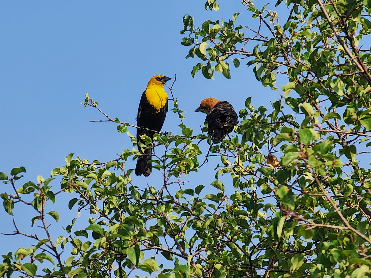Yellow-headed Blackbird - ML621168757
