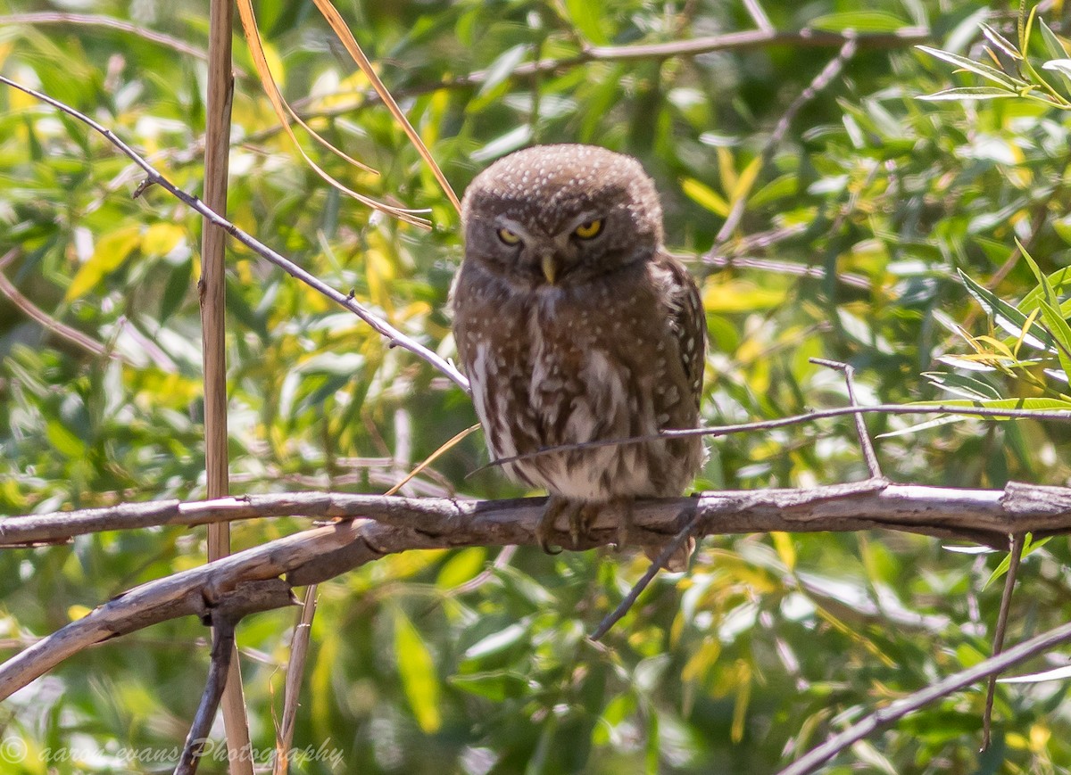 Pearl-spotted Owlet - ML621168761