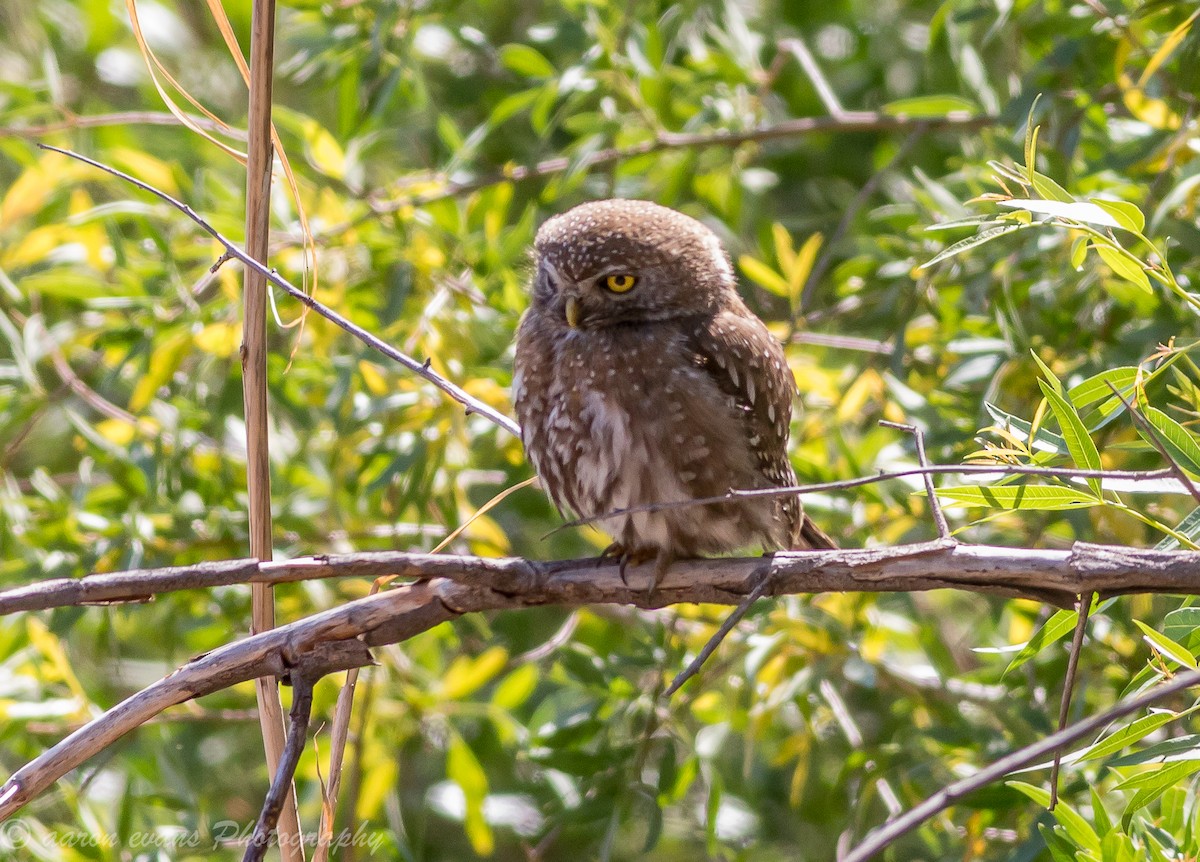 Pearl-spotted Owlet - ML621168762