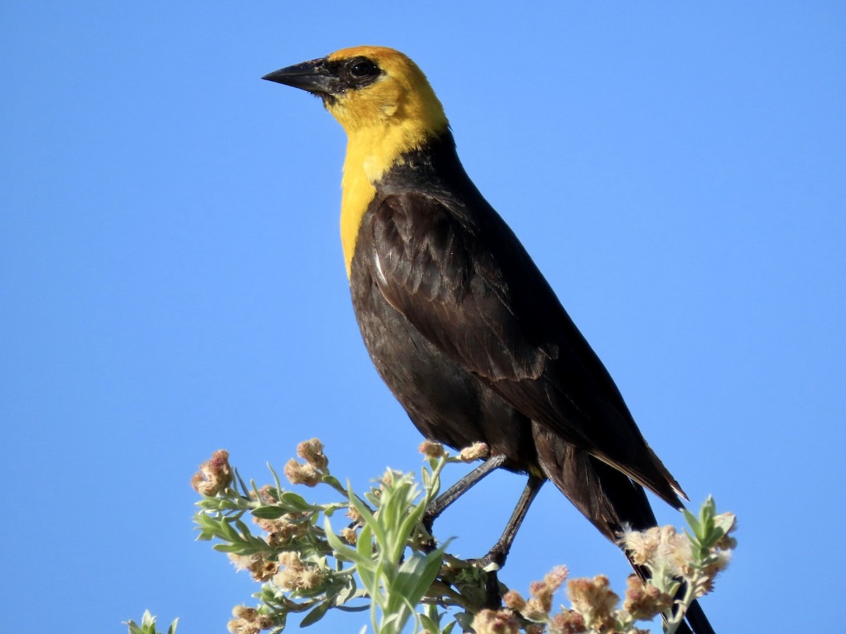 Yellow-headed Blackbird - ML621168768