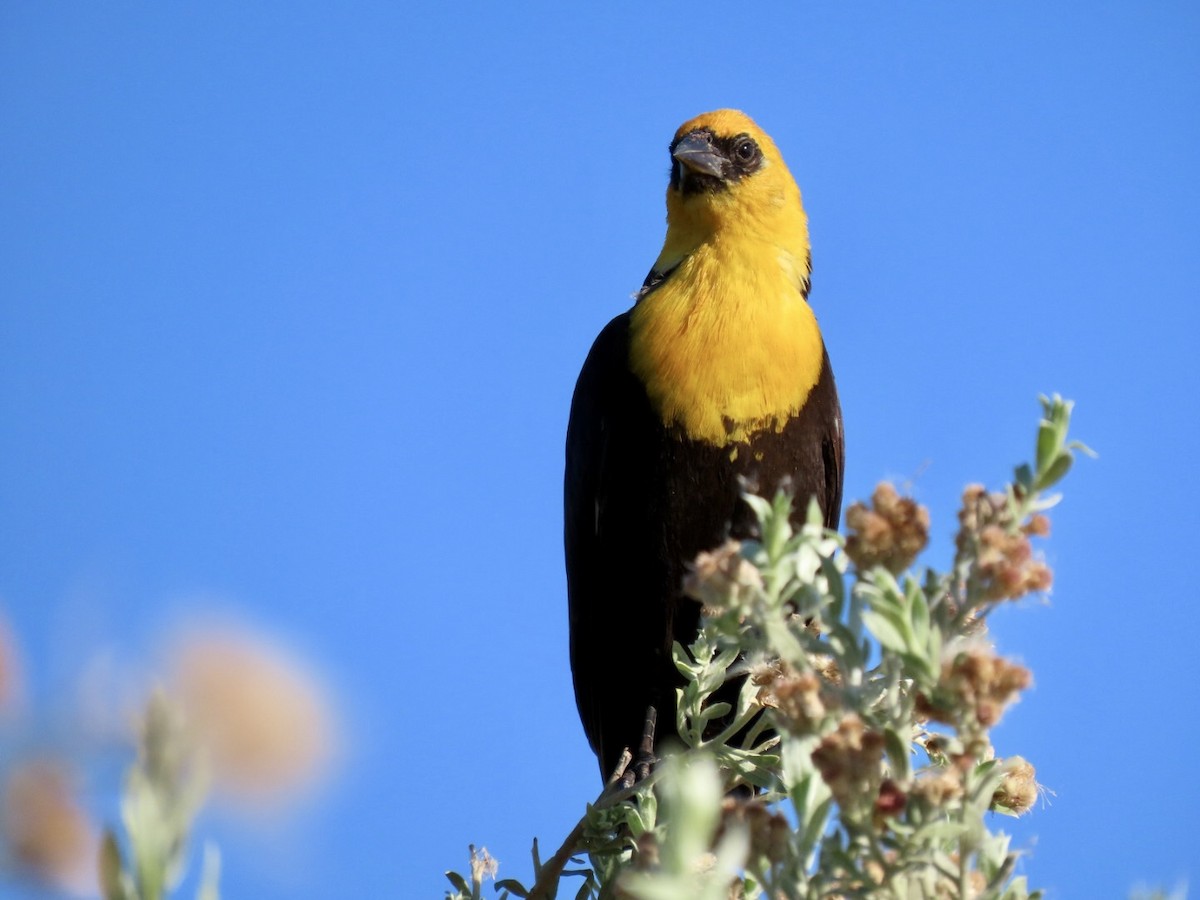Yellow-headed Blackbird - ML621168769