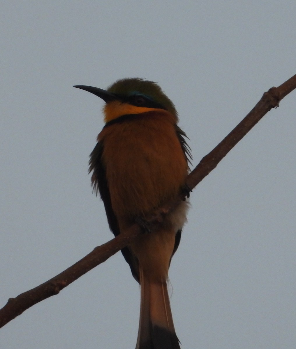 Little Bee-eater - ML621168790