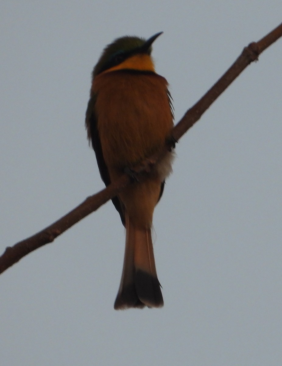 Little Bee-eater - ML621168791