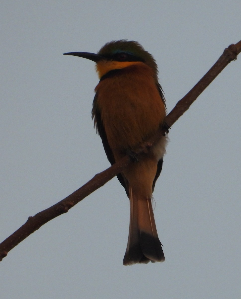 Little Bee-eater - ML621168792