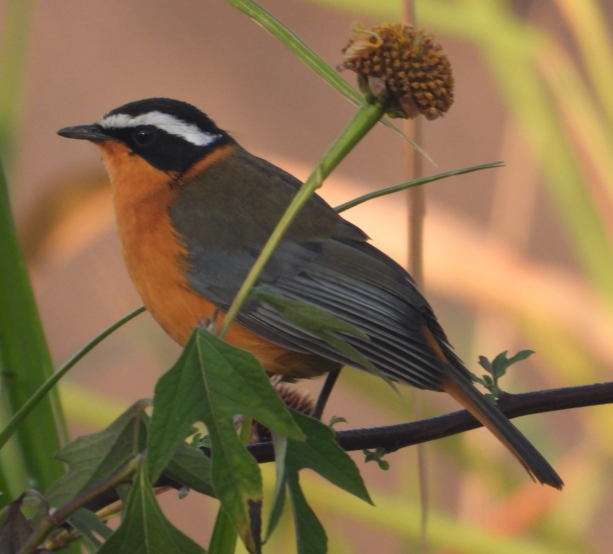 White-browed Robin-Chat - ML621168819