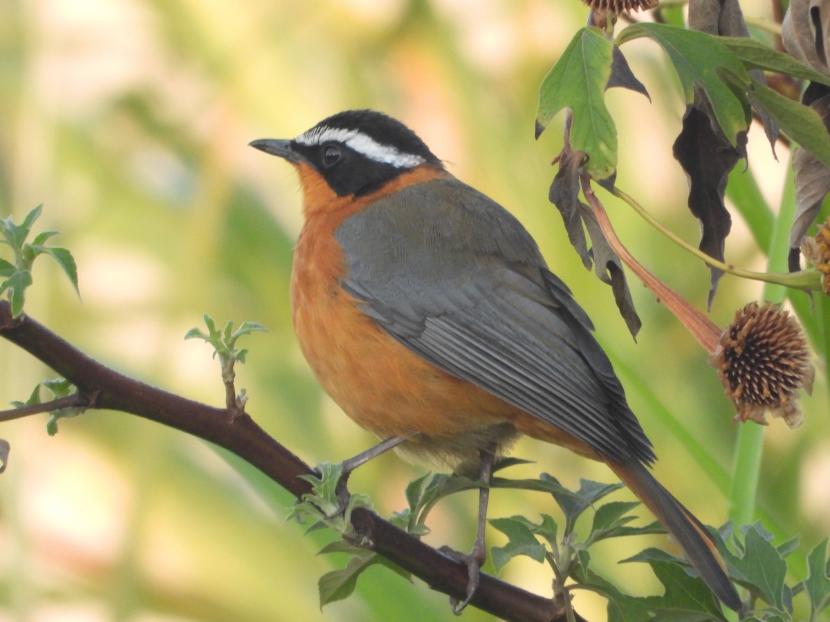 White-browed Robin-Chat - ML621168821