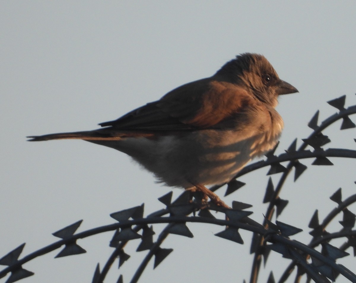 Northern Gray-headed Sparrow - ML621168825