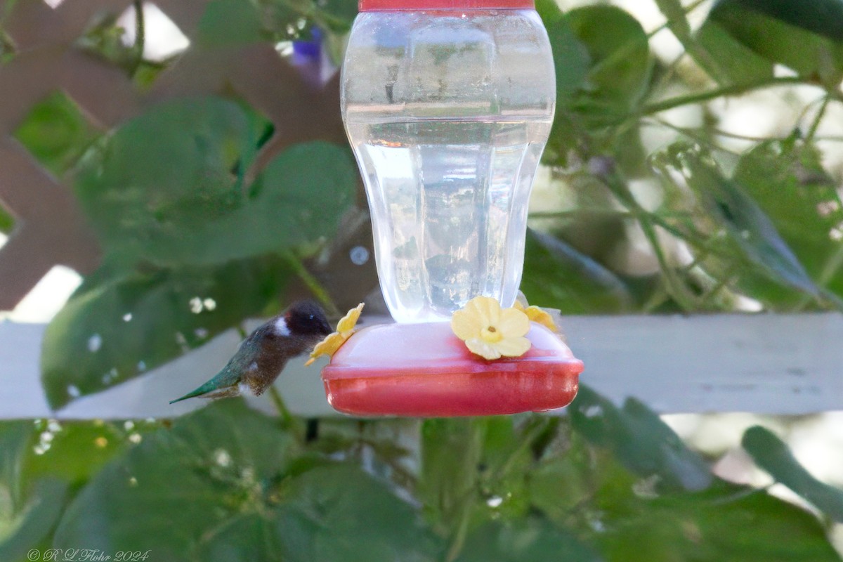 Ruby-throated Hummingbird - ML621168831