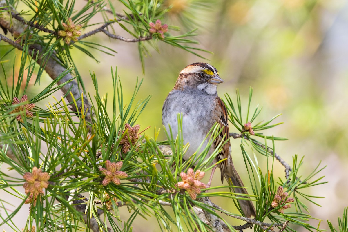White-throated Sparrow - ML621168853