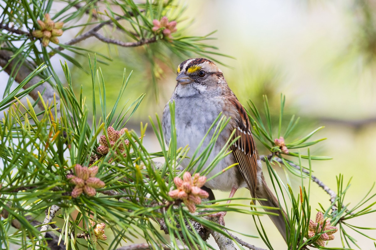 White-throated Sparrow - ML621168857