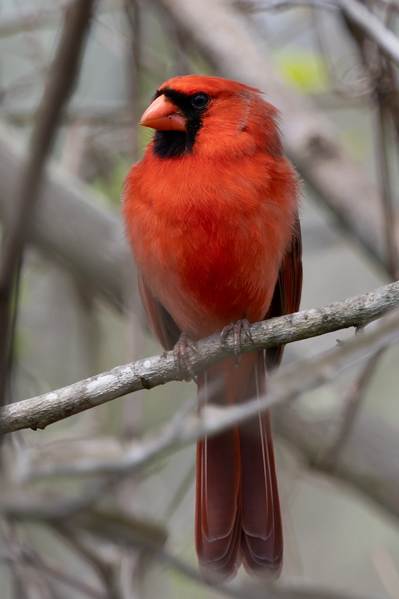 Cardinal rouge - ML621168863