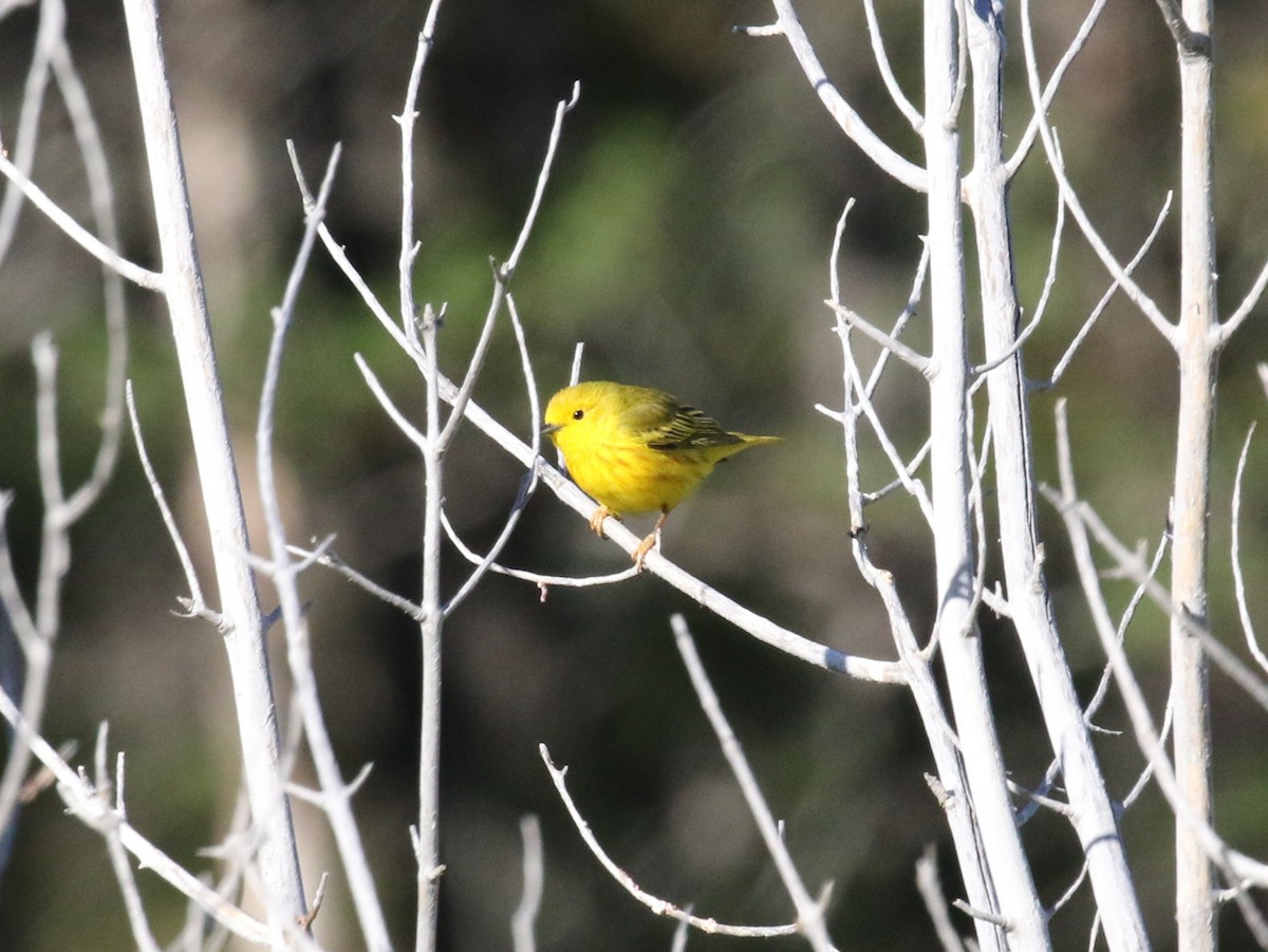 Yellow Warbler - ML621168889
