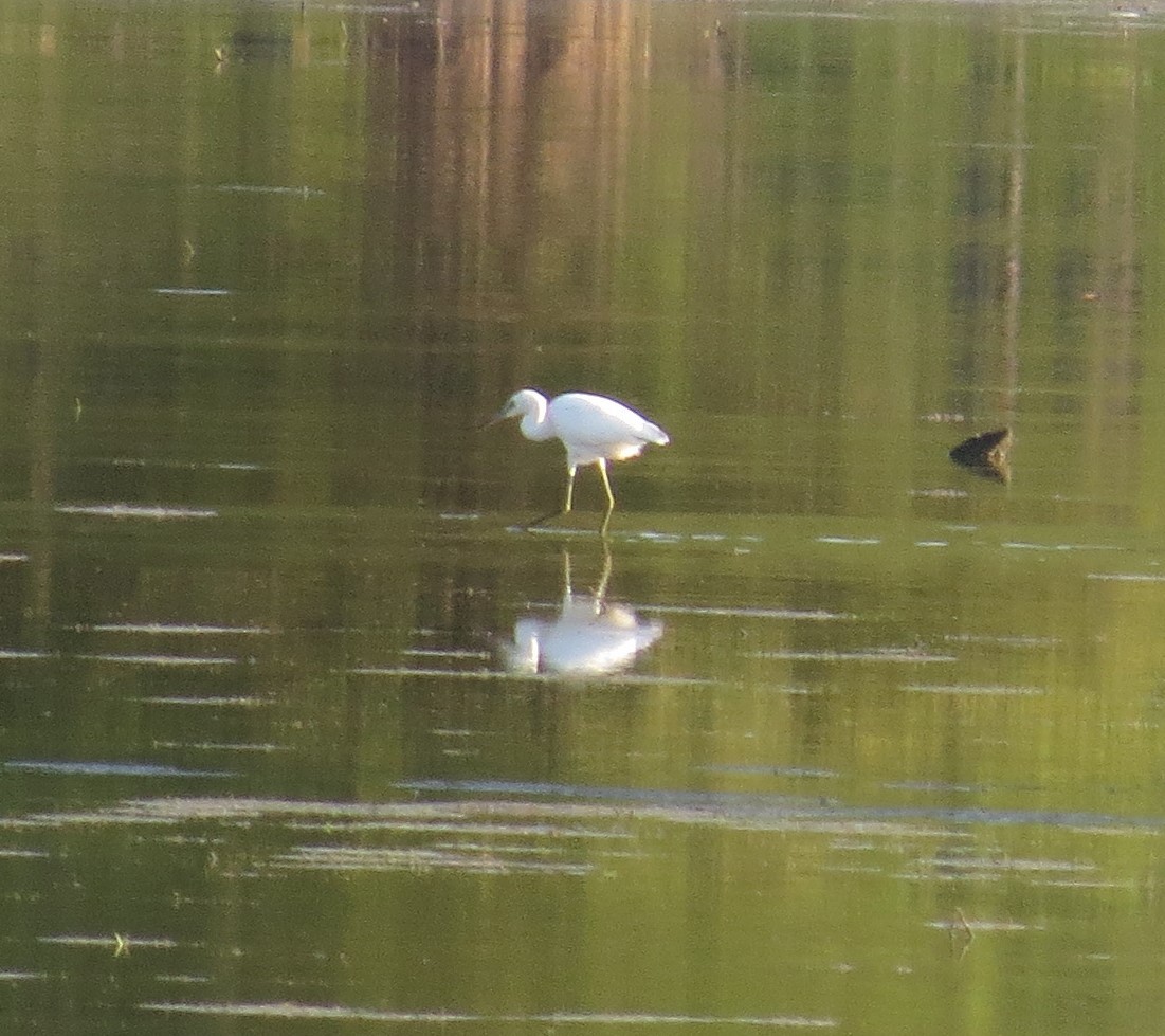 Little Blue Heron - ML621168916
