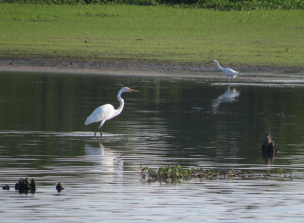 Great Egret - carolyn mcallaster