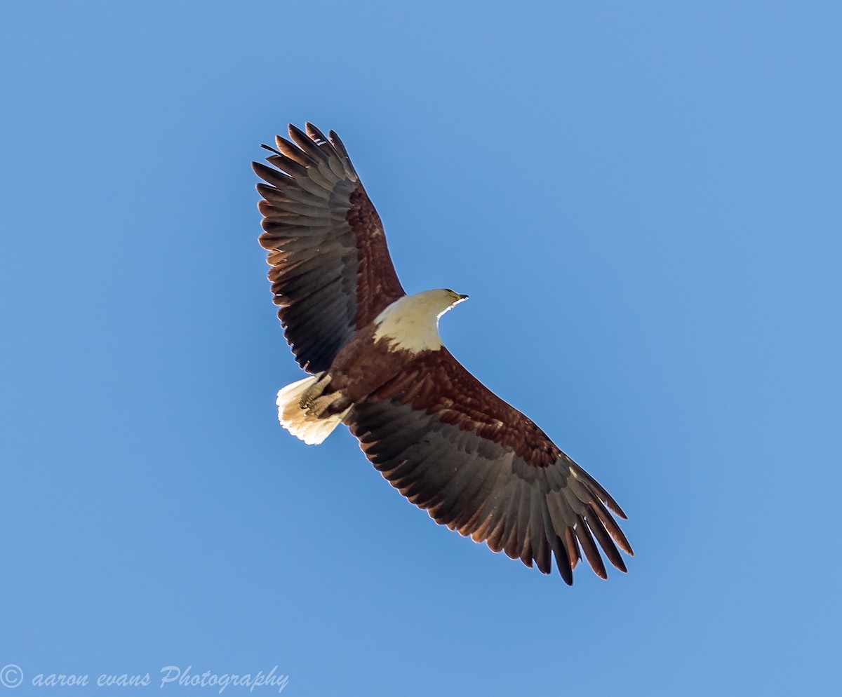 African Fish-Eagle - ML621168938