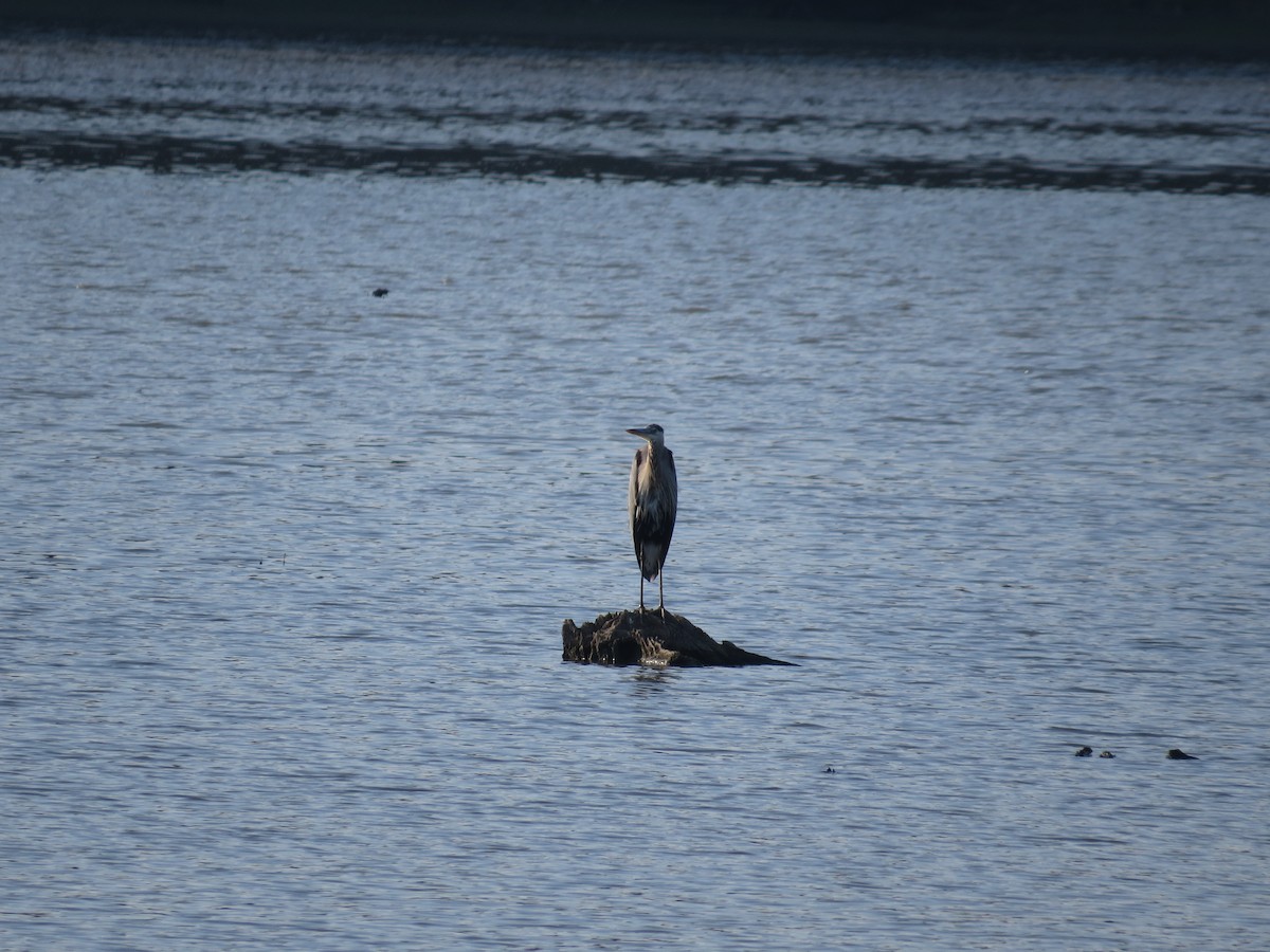 Great Blue Heron - carolyn mcallaster