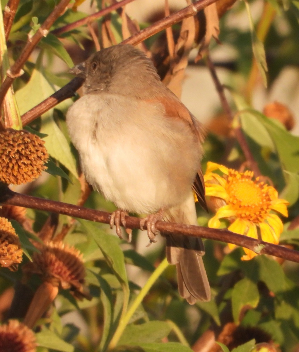 Northern Gray-headed Sparrow - ML621168948