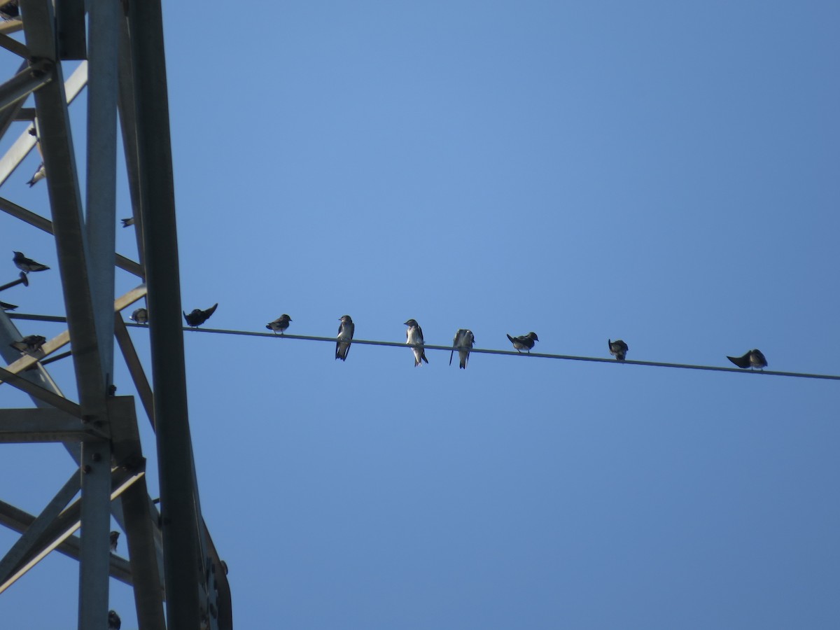 Purple Martin - ML621169011