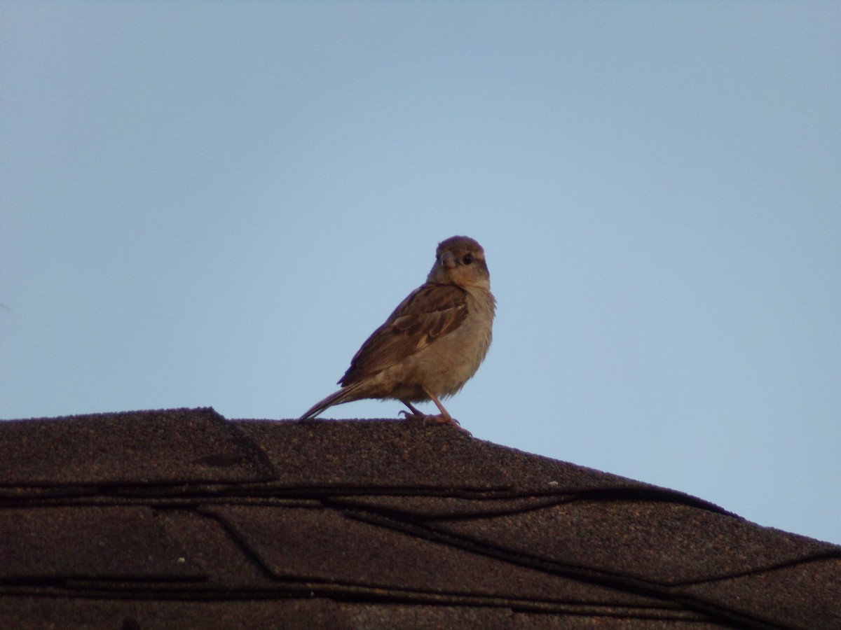 House Sparrow - ML621169077