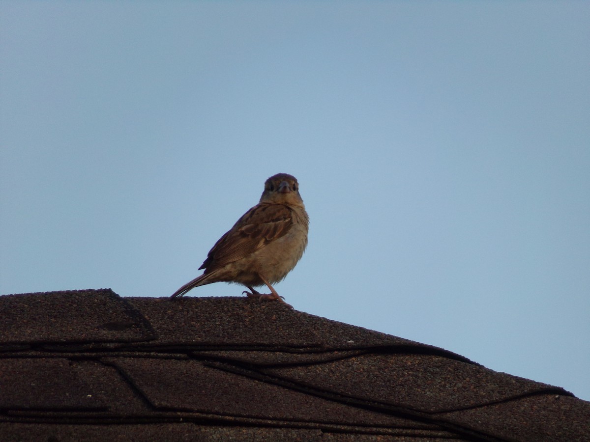 House Sparrow - ML621169078