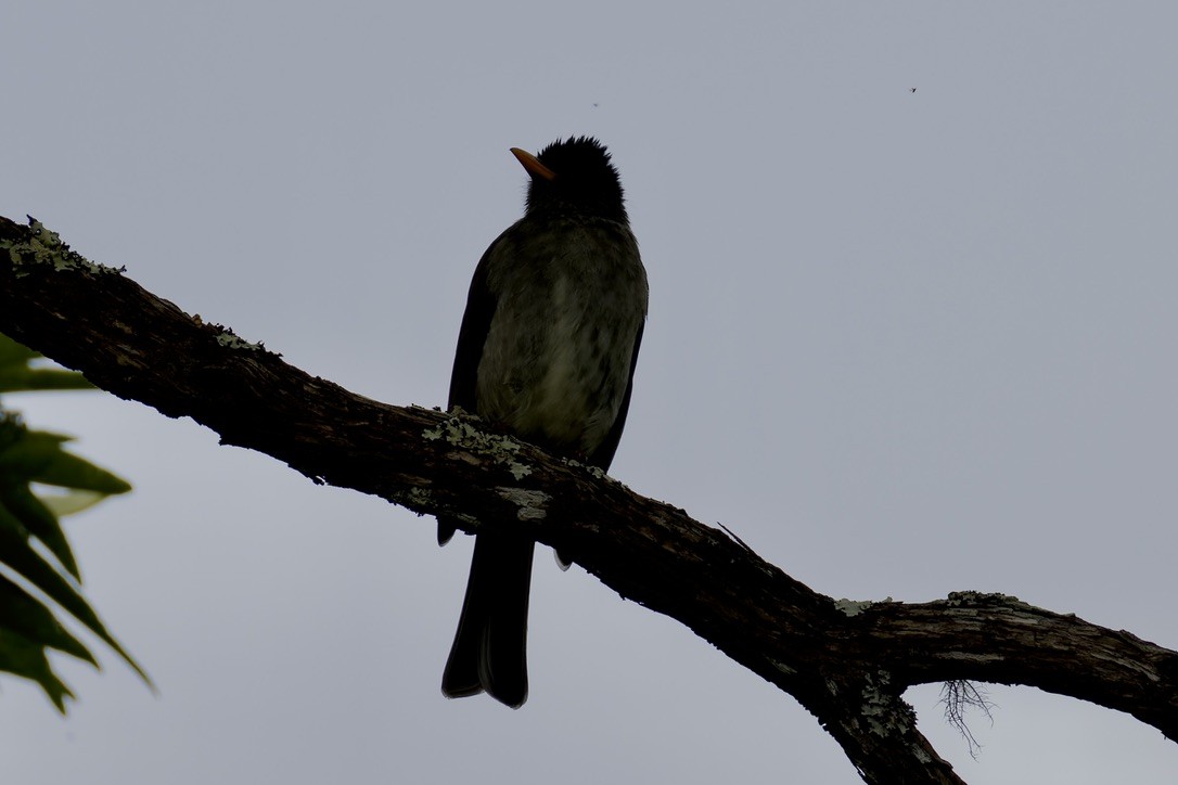 Bulbul des Comores - ML621169123