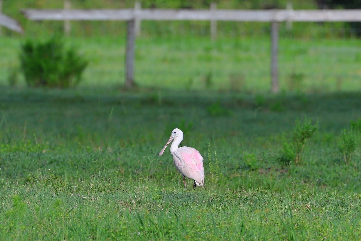 Roseate Spoonbill - ML621169176