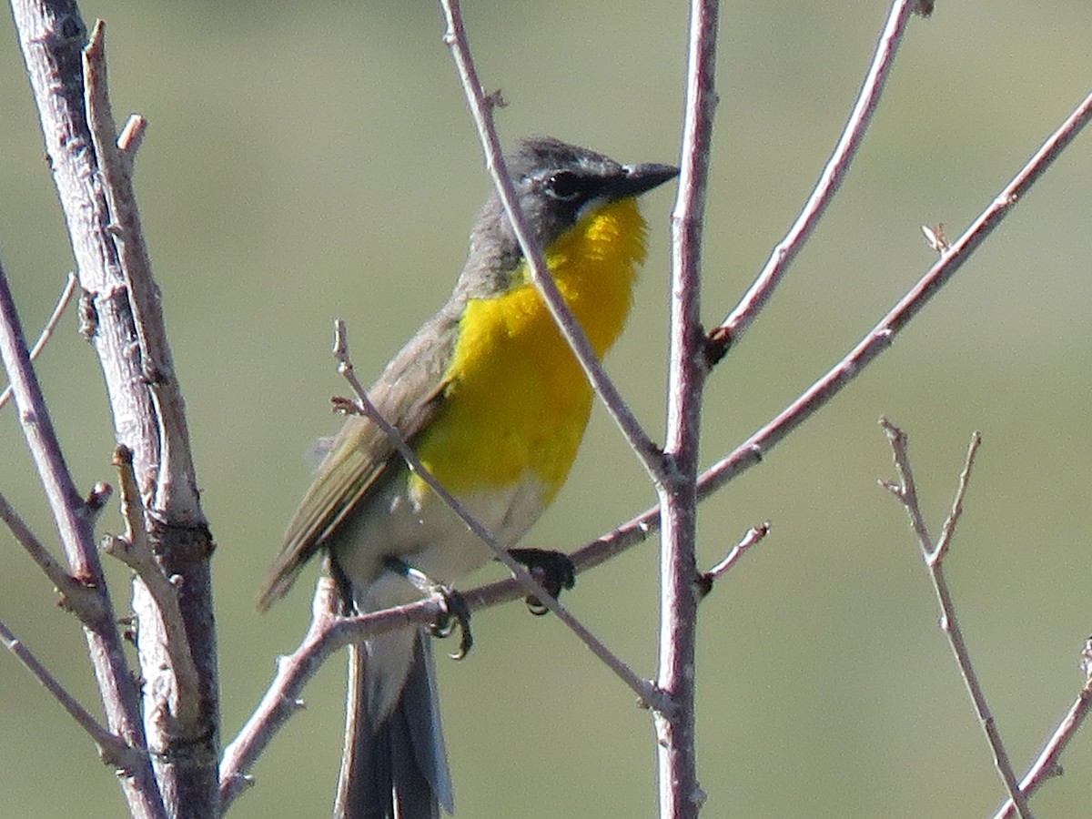 Yellow-breasted Chat - ML621169182