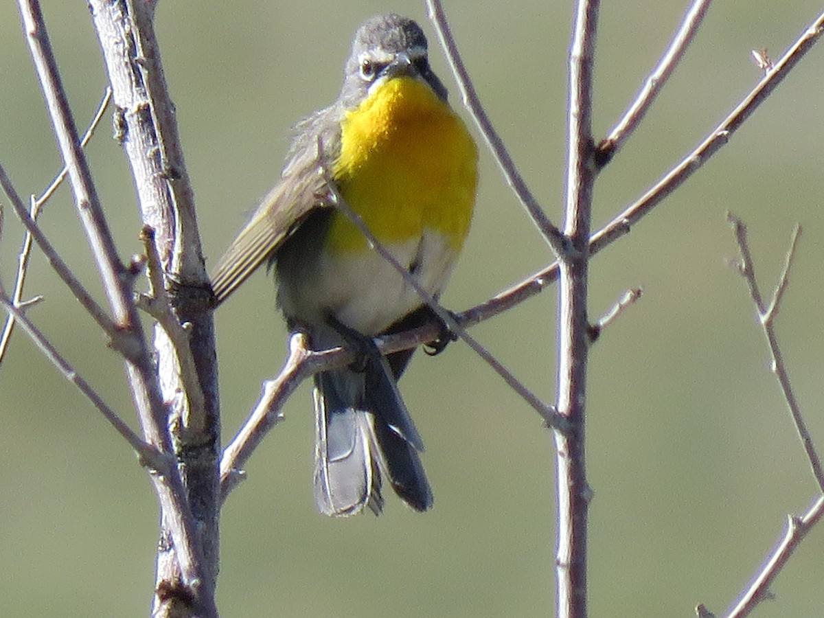 Yellow-breasted Chat - ML621169192