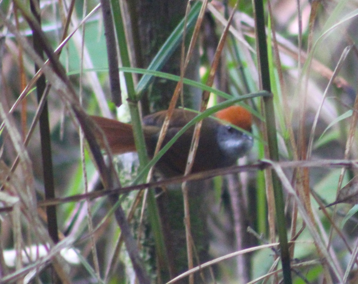 Rufous-capped Spinetail - ML621169198