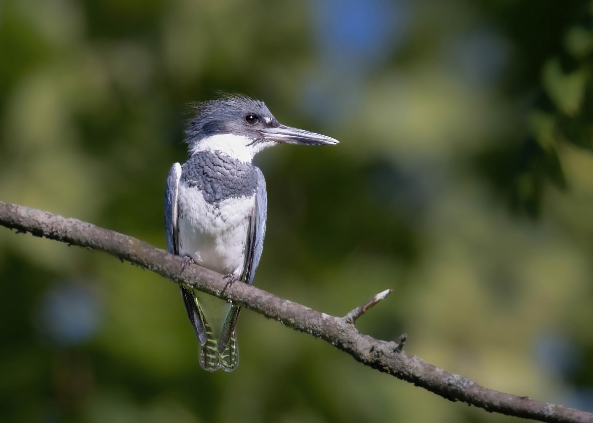 Belted Kingfisher - ML621169206