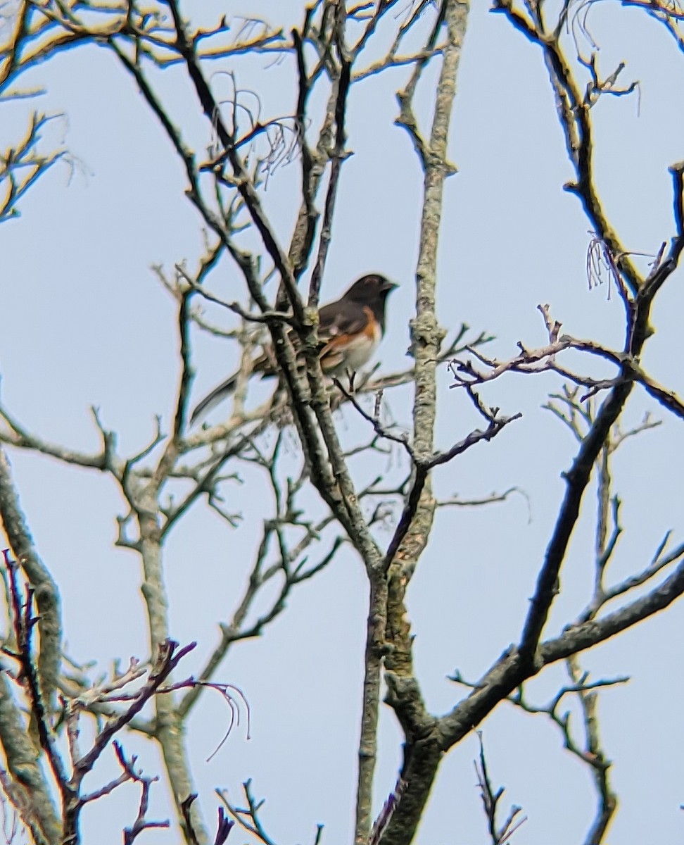 Eastern Towhee - ML621169218