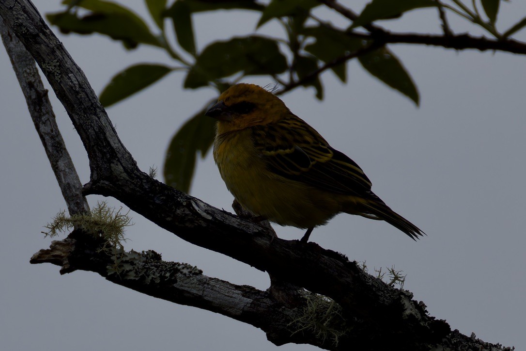 Red-headed Fody - ML621169267