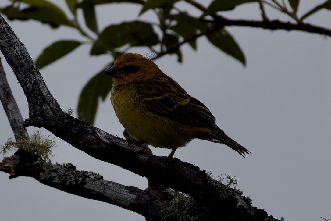 Red-headed Fody - ML621169268