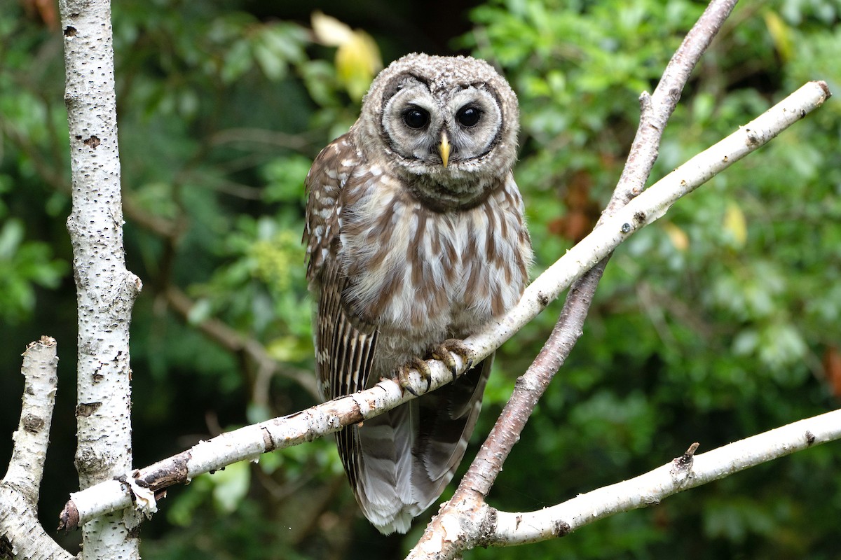Barred Owl - ML621169289