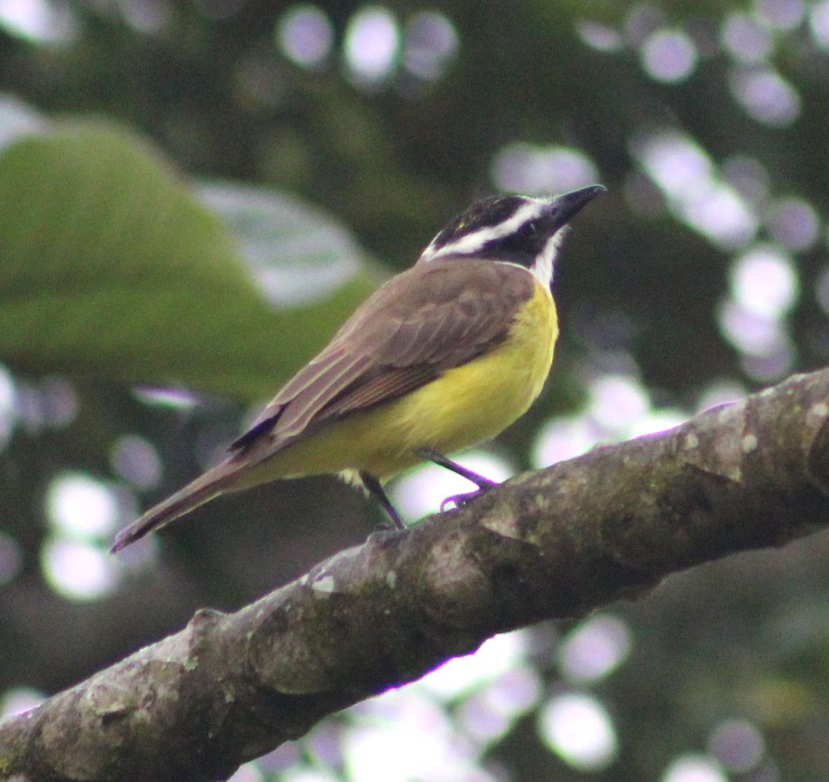 Great Kiskadee - ML621169347