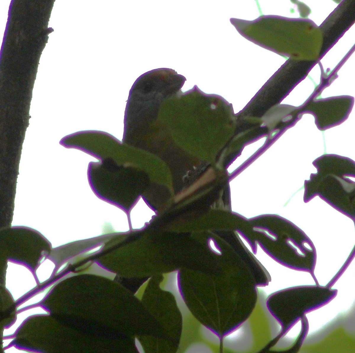 Rufous-browed Peppershrike - ML621169361