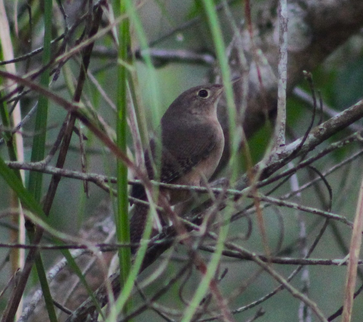 Southern House Wren - ML621169372