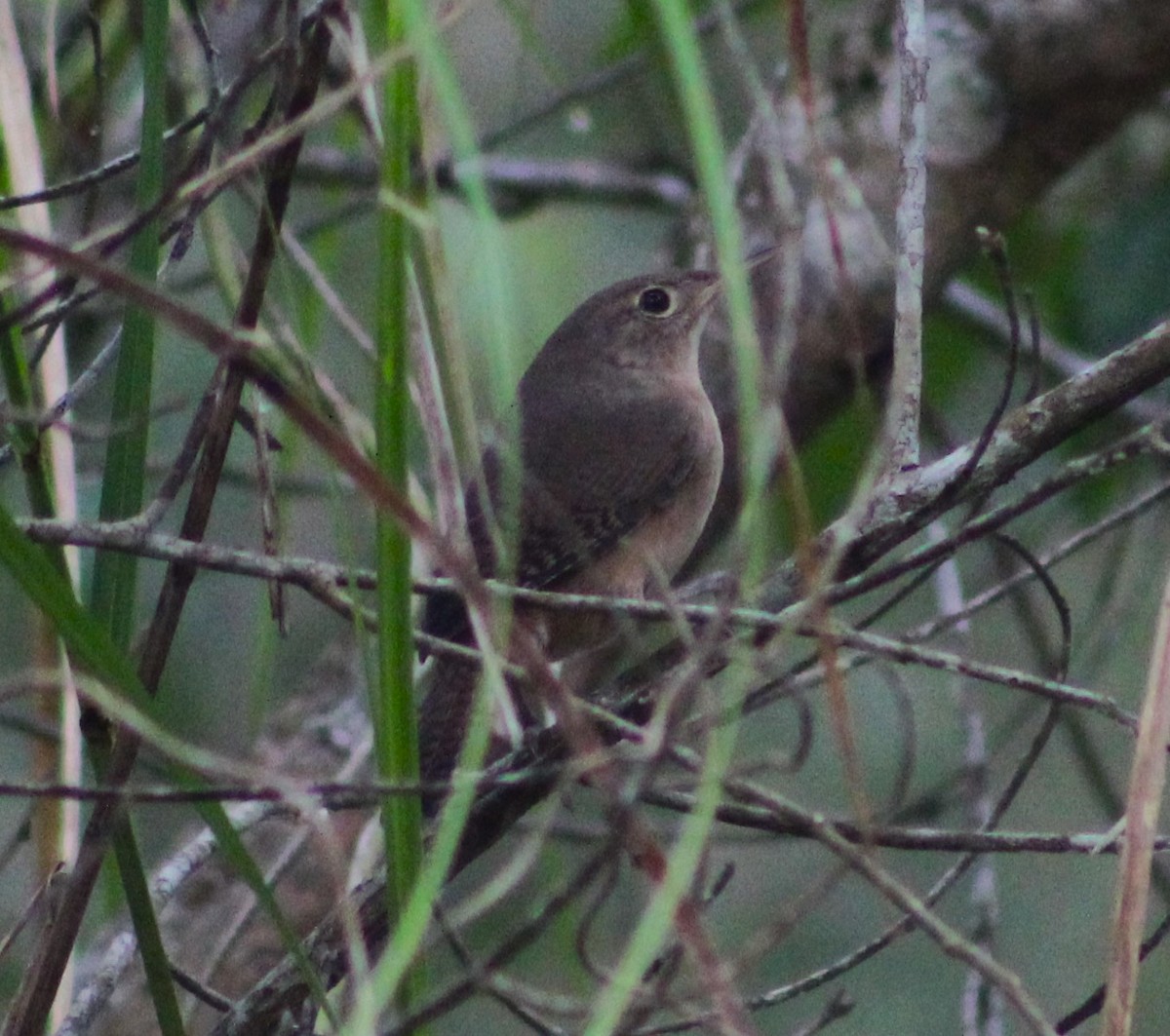 House Wren - ML621169372